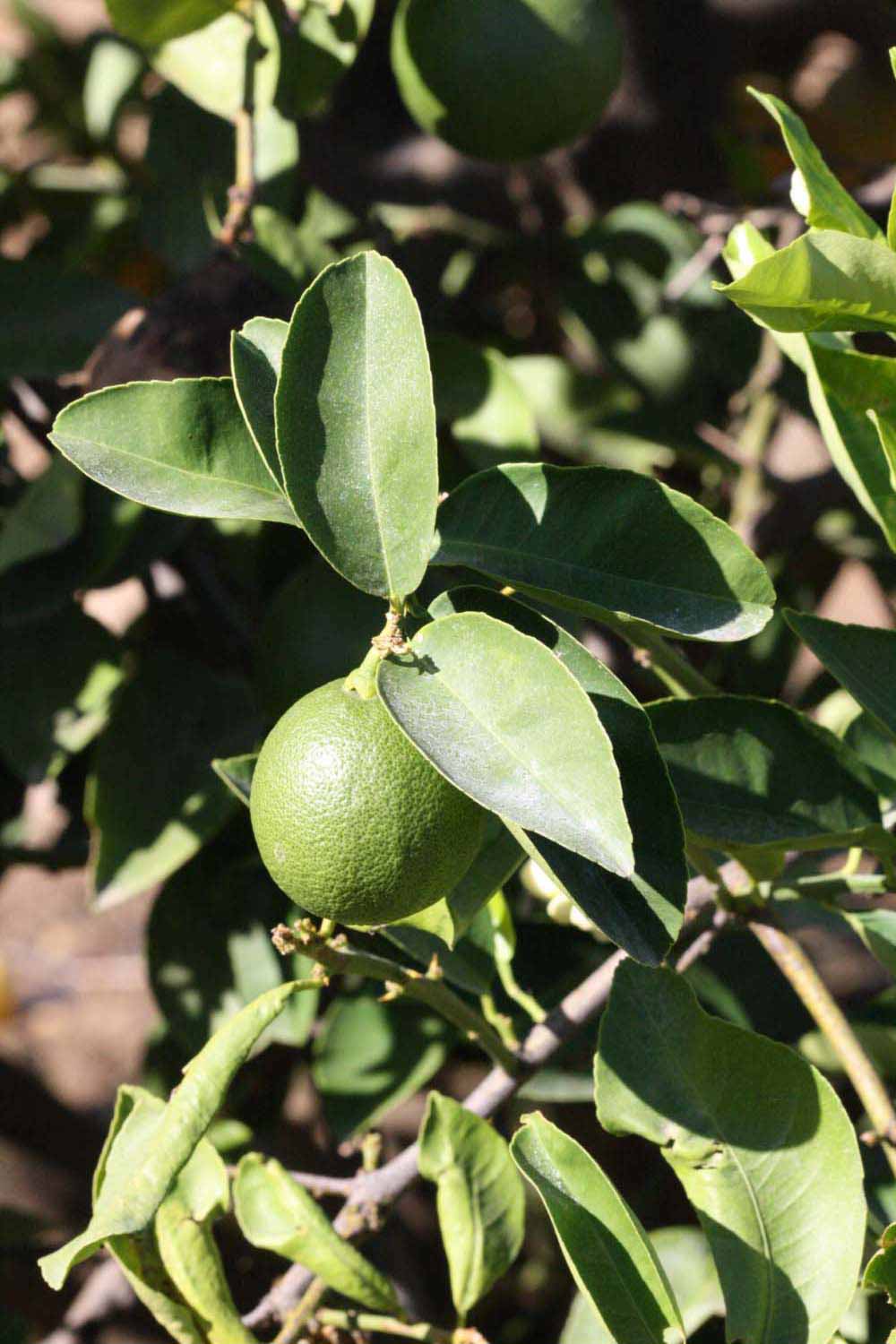              Sun leaves (Riverside, CA)       